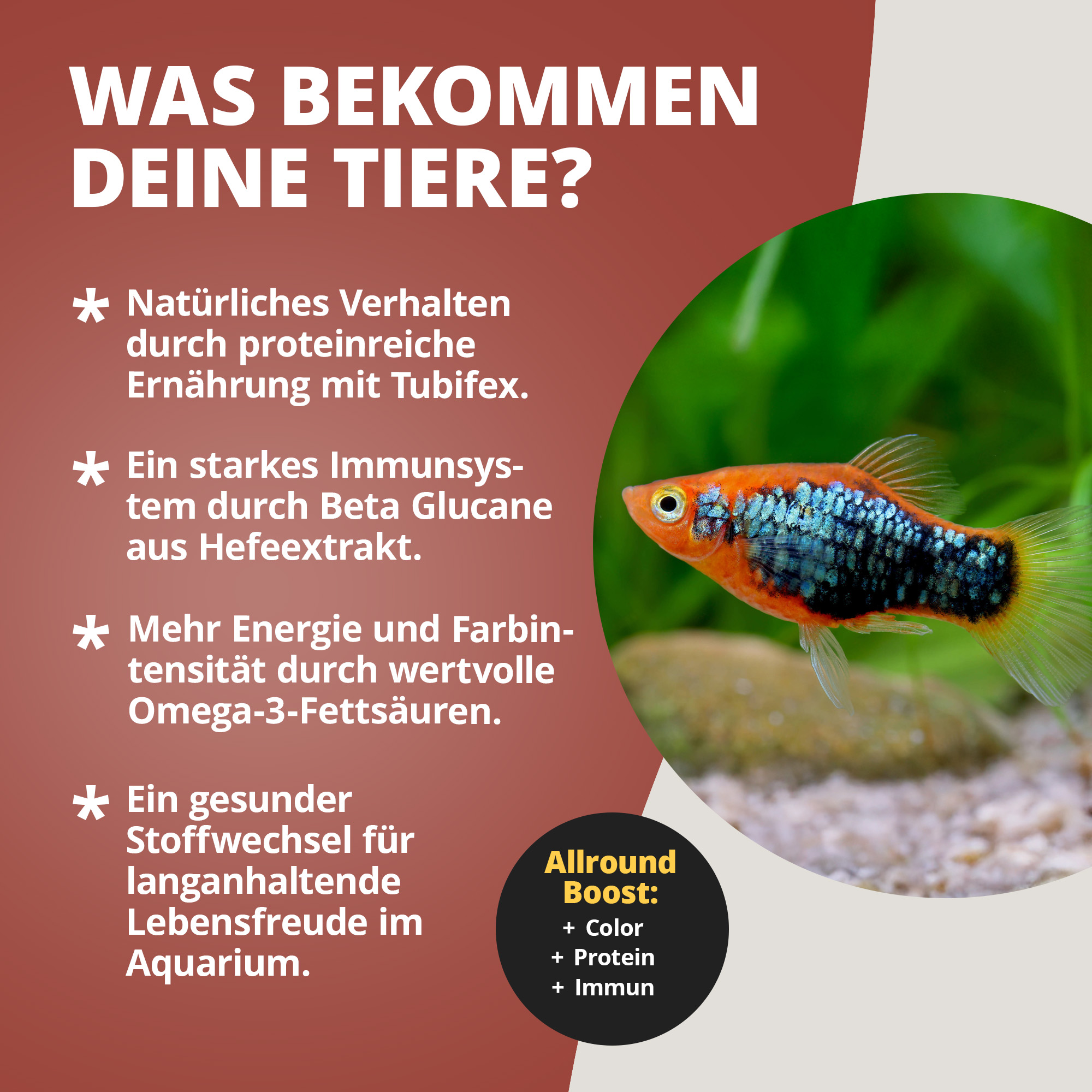 Bunter Aquarienfisch rechts neben Text mit Futtervorteilen